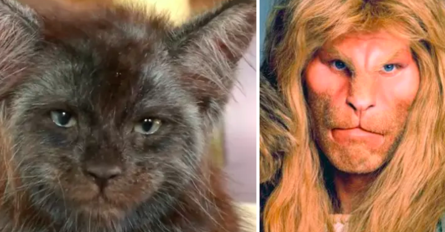 Is It Just Me Or Does This Cat Have A Human Face