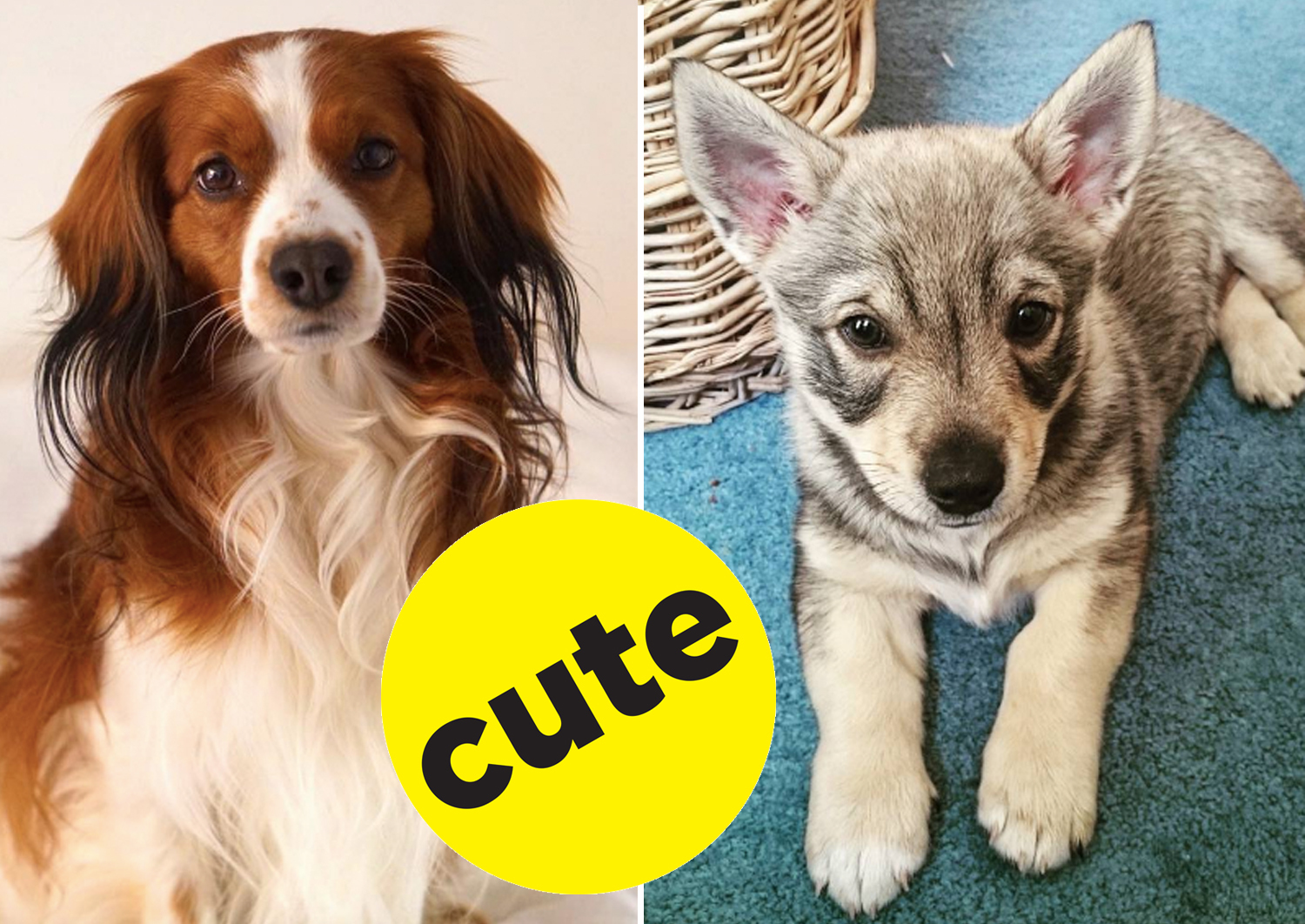 17 Rare Dog Breeds That\'ll Turn Your Heart To A Big Ol\' Pile Of Mush