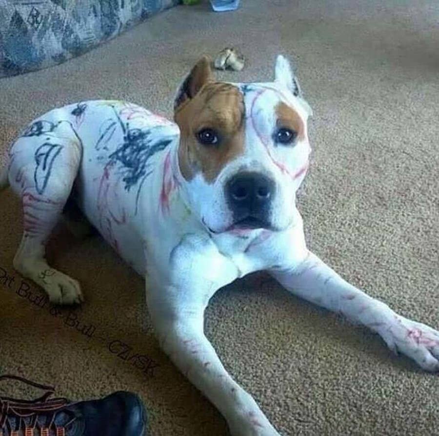 prevent you from getting a pit bull