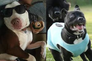 pit bulls