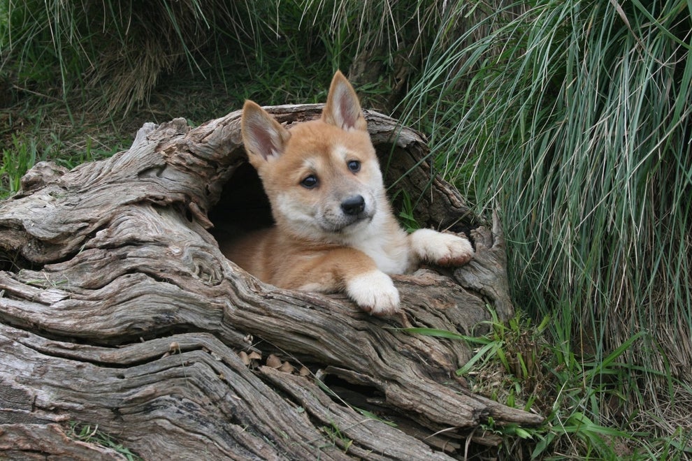 These Photos Of Baby Dingoes Will Make You Forget That They're Predators