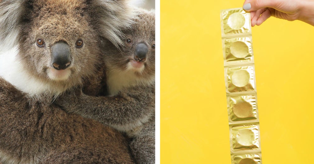 Here S Everything We Know About Koalas And Their Big Chlamydia Problem