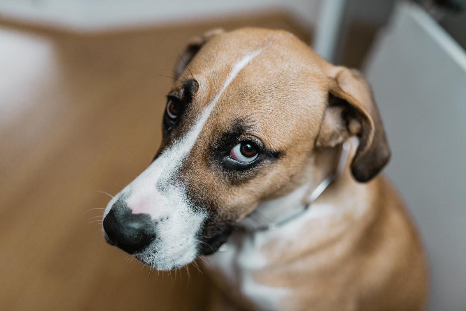 Why do dogs face you when they poop?