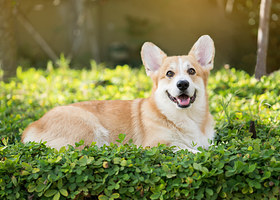 This Quiz Is All Corgis And Is Here To Make You Smile