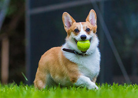 This Quiz Is All Corgis And Is Here To Make You Smile