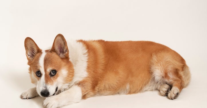 This Quiz Is All Corgis And Is Here To Make You Smile