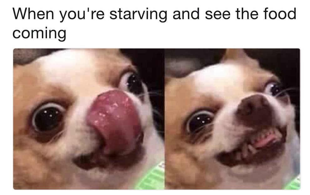 100 Chihuahua Memes That Ll Make You Laugh Harder Than You Should 100 Chihuahua Memes That Ll Make You Laugh Harder Than You Should