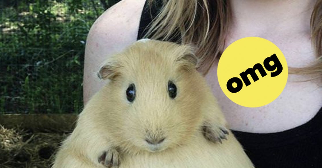 This Photo Of A Pregnant Guinea Pig Has The Internet Going 