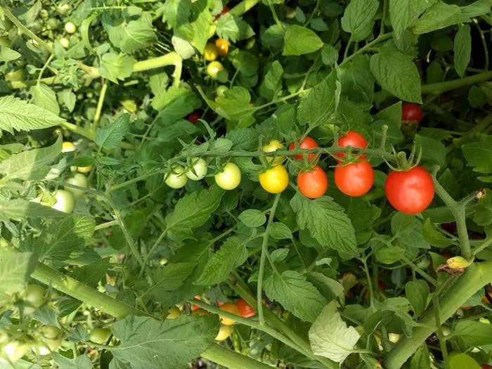 A row of tomatoes growing in different stages from small and green to large and red all on the same vine