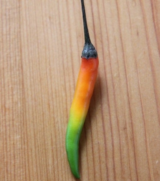 A pepper that has multiple colors from green to red 