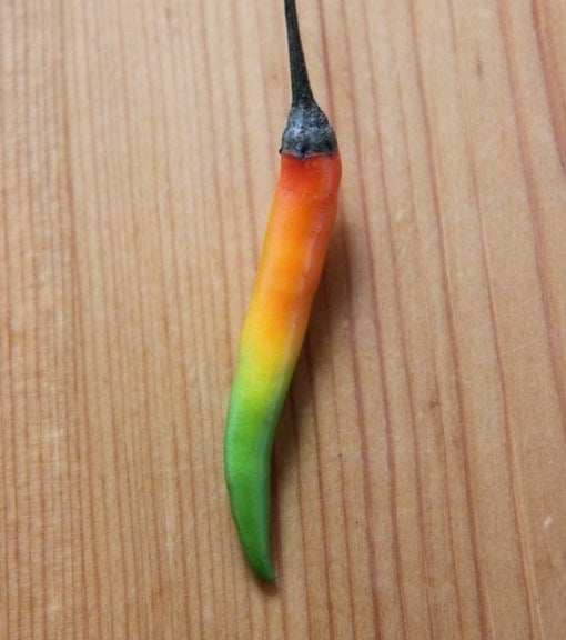 A pepper that has multiple colors from green to red 