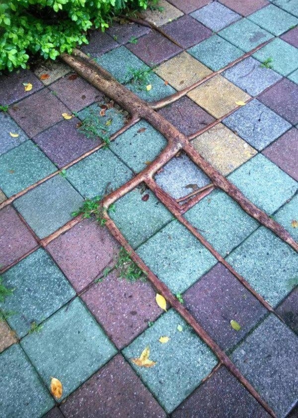 The roots of a small bush growing at right angles over cracks on the square pavers next to it