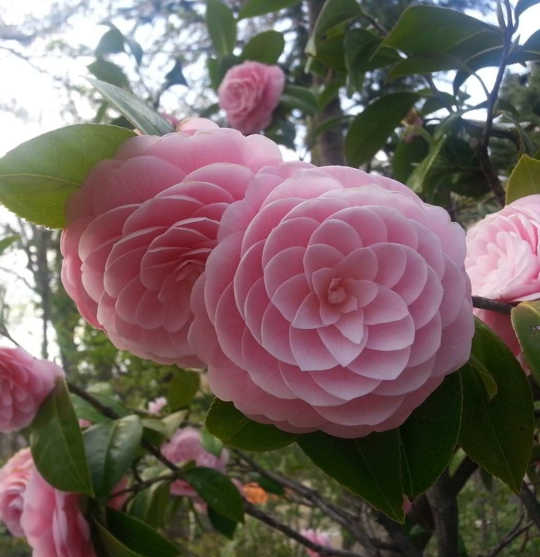 Pretty pink flowers that have perfect petals with no marks, that form totally symmaterical shapes
