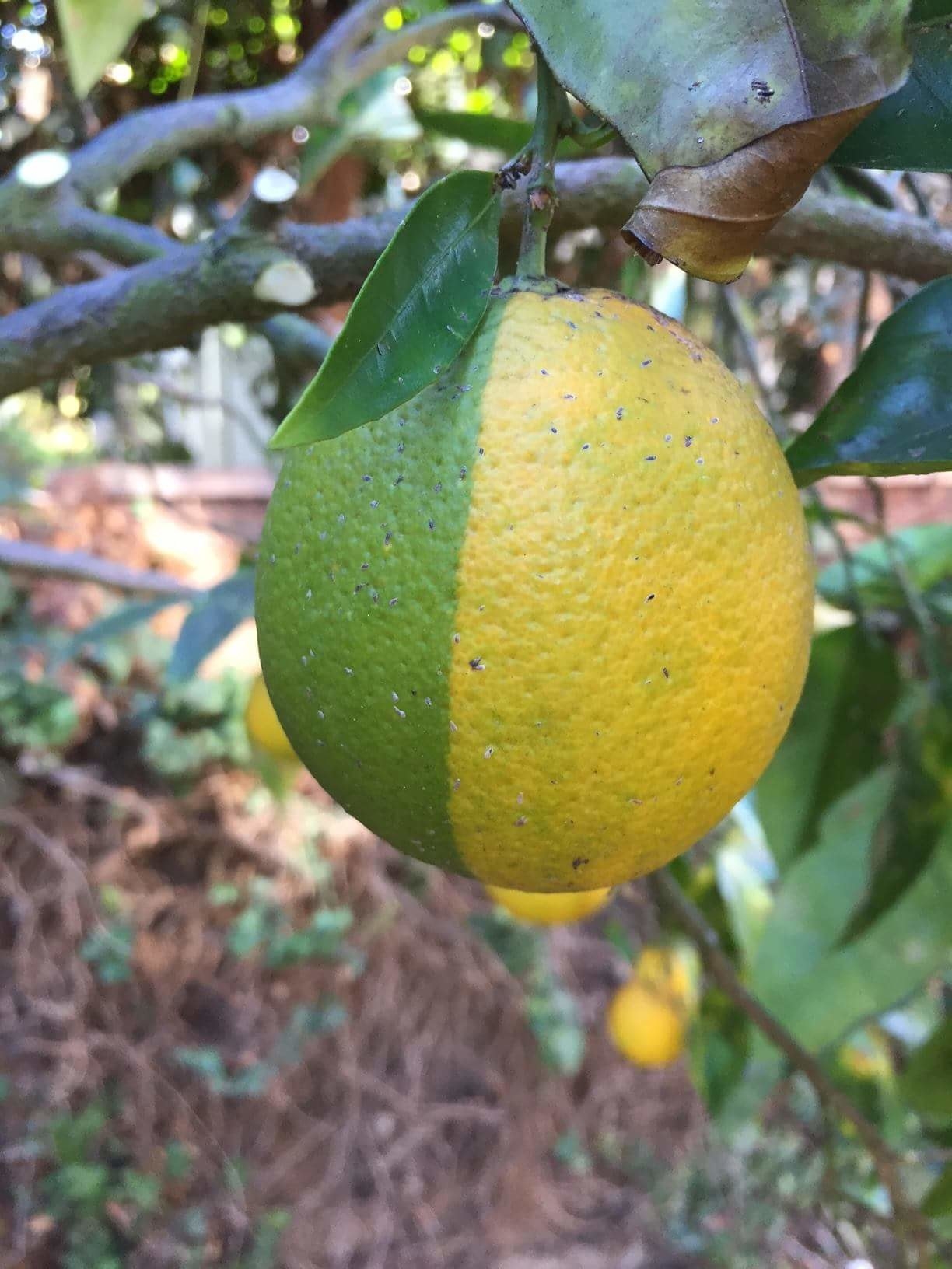 A fruit that look slike a lemon, but it is half yellow and half green, the colors meeting in the middle, forming a perfect straight line