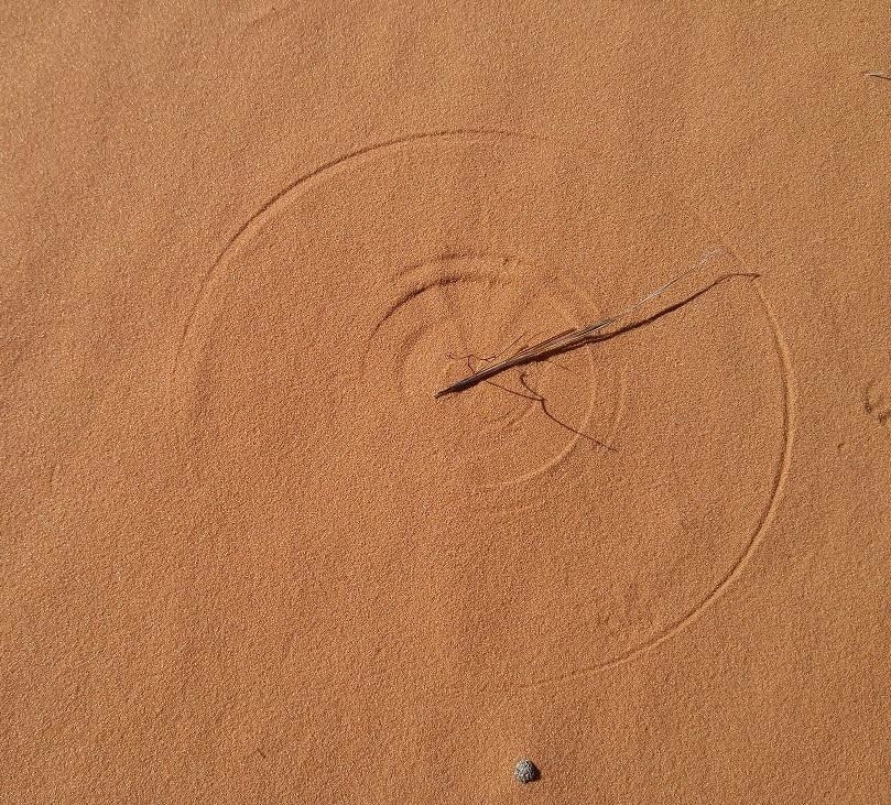 A dried bit of grass on clean dessert sand that has been blown around in a circle, drawing a perfectly set of circles in the sand