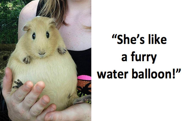 This Photo Of A Pregnant Guinea Pig Has The Internet Going Whoa