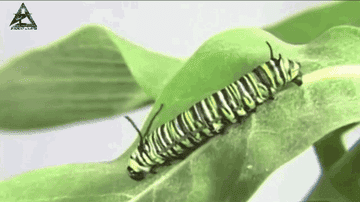 13 Images Of Animals Shedding Their Skin That Will Forever Be Engrained In  Your Memory Now