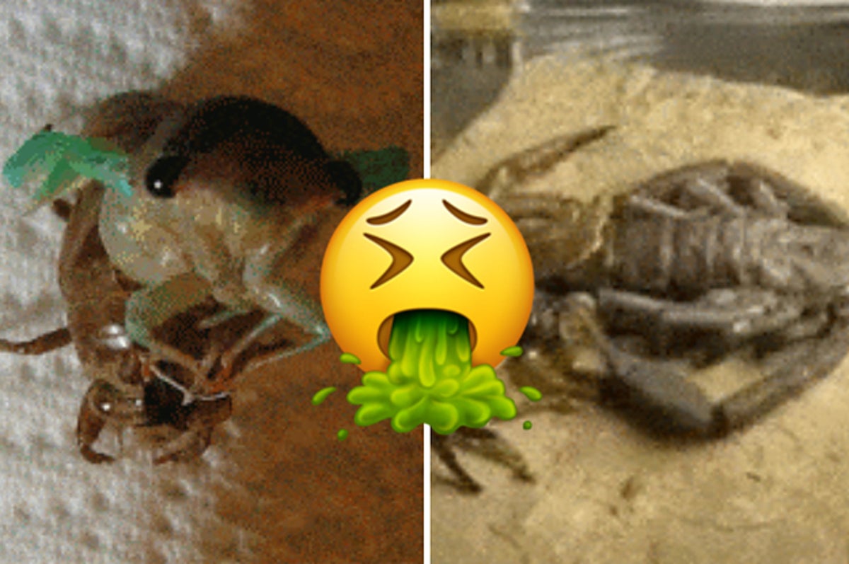 13 Images Of Animals Shedding Their Skin That Will Forever Be Engrained In  Your Memory Now