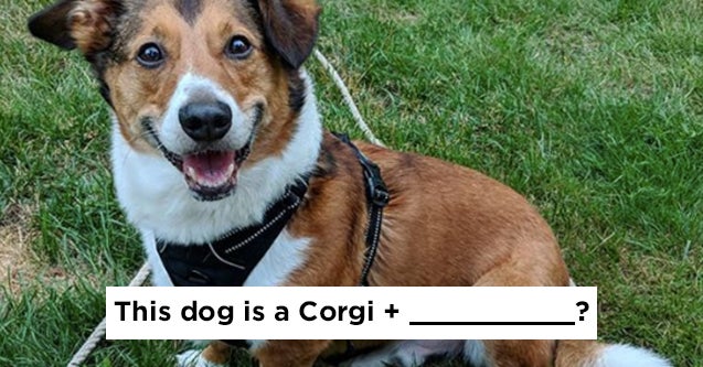 how to figure out what dog breed is for you