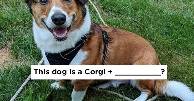 Can You Figure Out The Breeds Of These 10 Dogs?