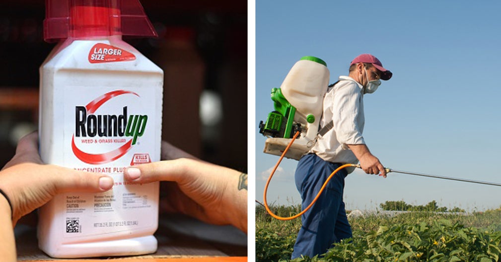 How Should We Feel About Your Dad's Favourite Herbicide Roundup After