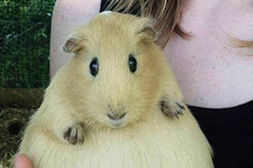 お前ら 世界一カワイイ動物ってみたことある これだよ