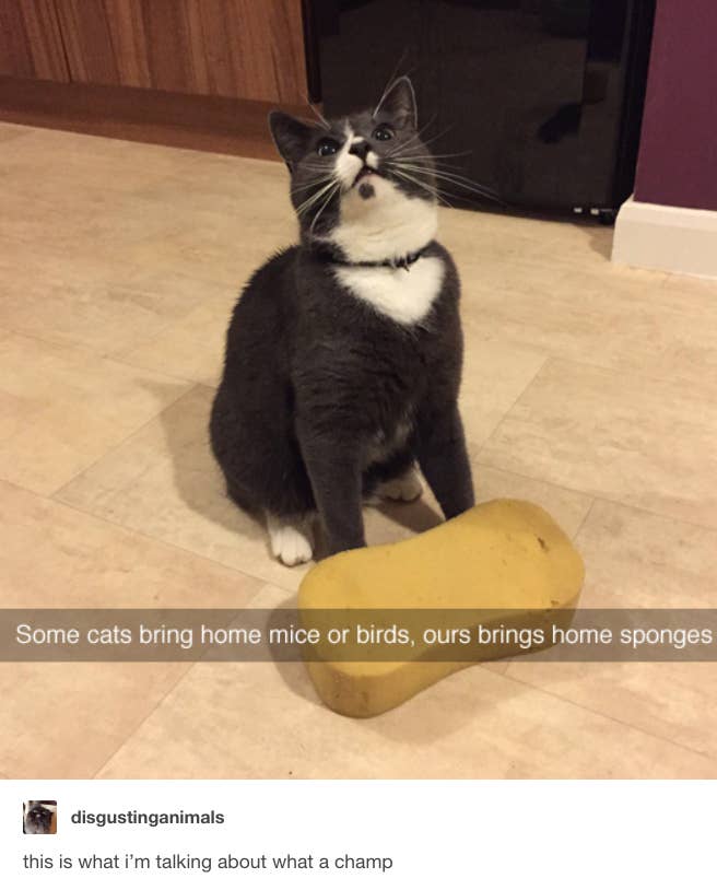 31 Tumblr Posts About Cats That You Absolutely Need To See Right