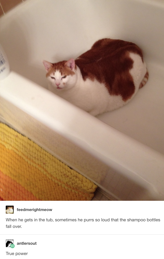31 Tumblr Posts About Cats That You Absolutely Need To See Right This