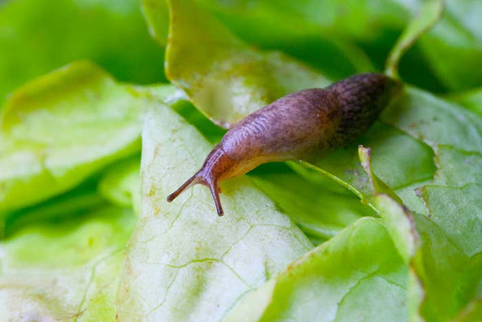 Do Slugs Carry Diseases
