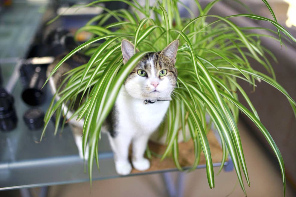 Flowers And Plants Are Safe For Cats