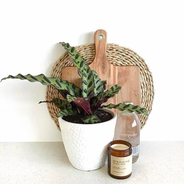 15 Houseplants That Are Beautiful And Safe For Cats And Dogs