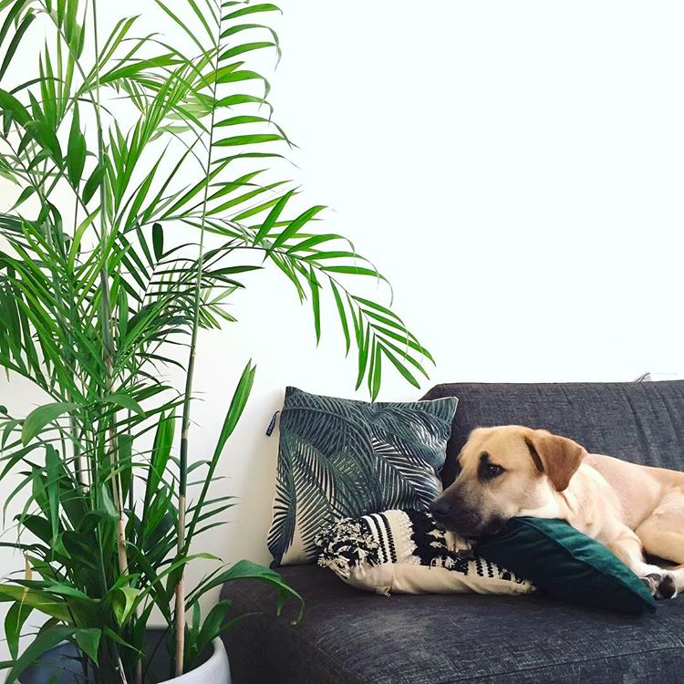 plants safe around dogs