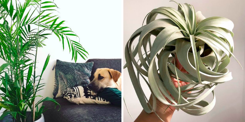 15 Houseplants That Are Beautiful AND Safe For Cats And Dogs