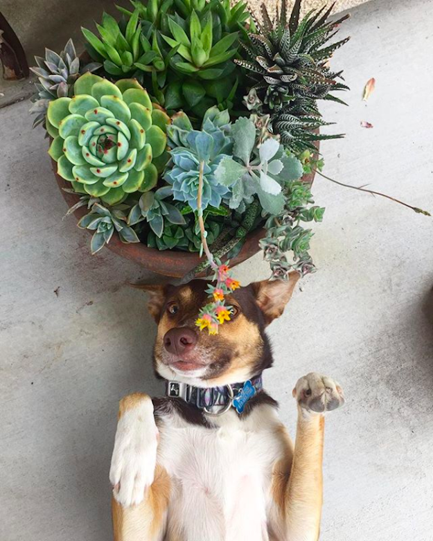 house plants for dogs