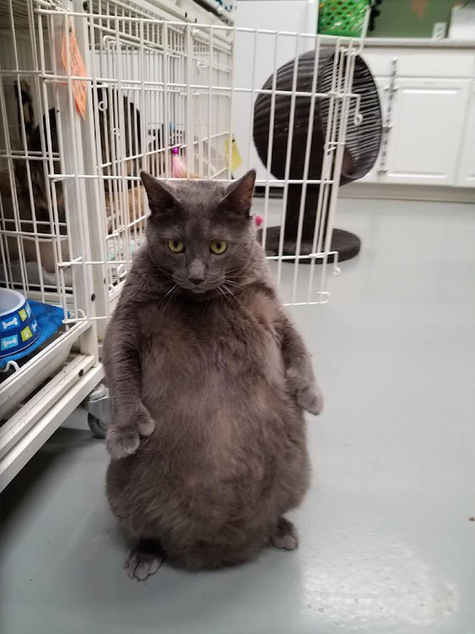 Bruno The Thicc Cat Got Adopted By An Owner Just As Extra As He Is