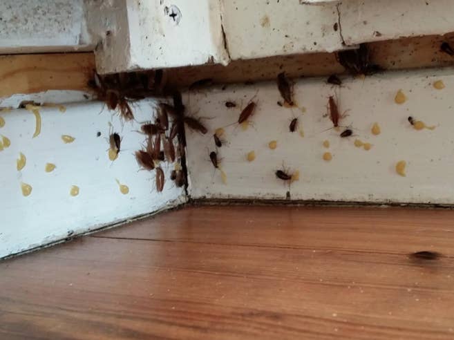 This Cockroach Gel Bait May Be The Answer To Your Annoying ...
