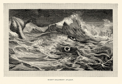 Stellt euch alle einen Linienbus vor. Und jetzt einen Kalmar dieser Größe. Kein sehr schönes Bild, was? Nun, im Jahr 1870 wurde in Neuseeland ein riesiger Kalmar an Land gespült. Die Dorfbewohner der Gegend berichteten, es handele sich um dasselbe Tier, das zuvor ein Kanu gepackt und versenkt habe. Der Mantel des Kalmars, dieses kegelförmige Ding oben an seinem Kopf, war fast 3 Meter lang. Ein heutiger Wissenschaftler hat daraus den Schluss gezogen, dass Riesenkalmare 6 bis 27 Meter lang werden können. Er sagt, die zweite Zahl sei vielleicht etwas zu hoch gegriffen, aber konservativ geschätzt könne er sagen: 20 Meter lange Kalmare sind nicht ausgeschlossen.