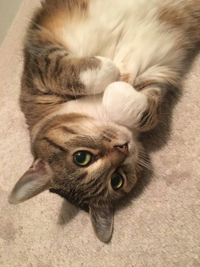 Why Do Cats Sleep So Much Reddit change comin