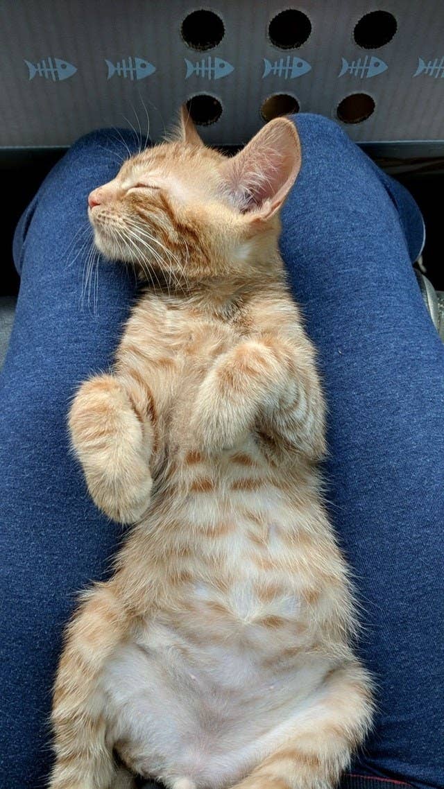 Why Do Cats Sleep So Much Reddit change comin