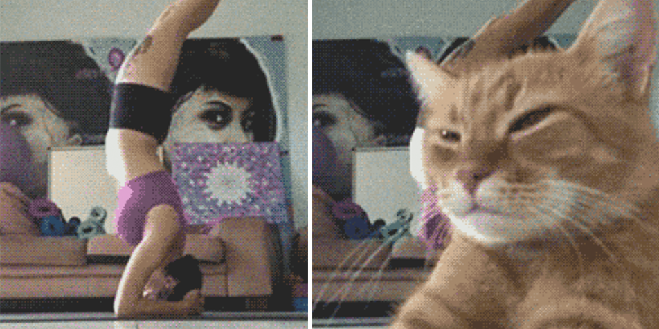 16 Cats That Are Bigger Jerks Than Your Ex Boyfriend
