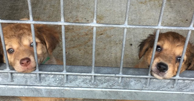19 Facts About Shelter Dogs That'll Make You Want To Adopt