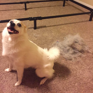 reviewer pic of their dog posing beside a pile of hair swept up from the carpet with this tool