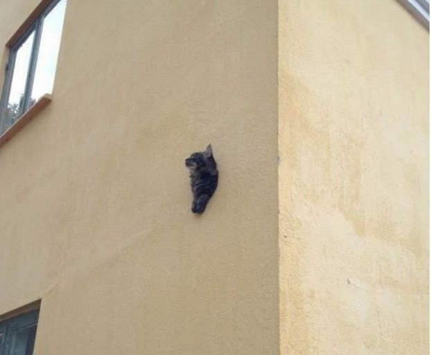 cat attached to side of building