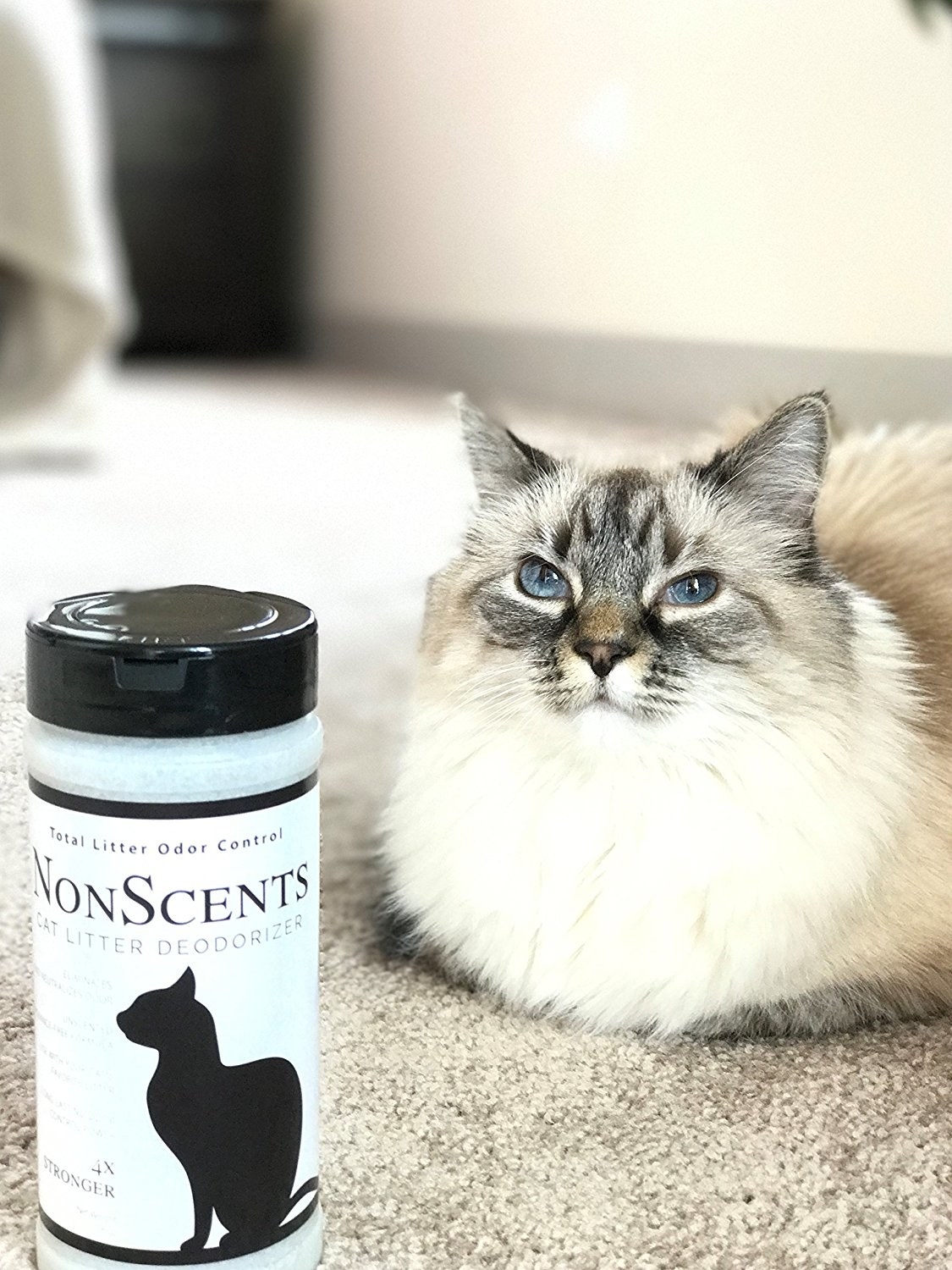 cat sitting on carpet floor beside a container of litter box deodorizer 