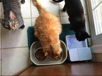 reviewer's pic of cat eating from the feeder