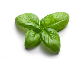 Torn basil