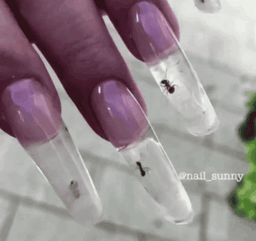 People Are Calling This Ant Manicure Animal Cruelty Pick a name for your first meme group. ant manicure animal cruelty