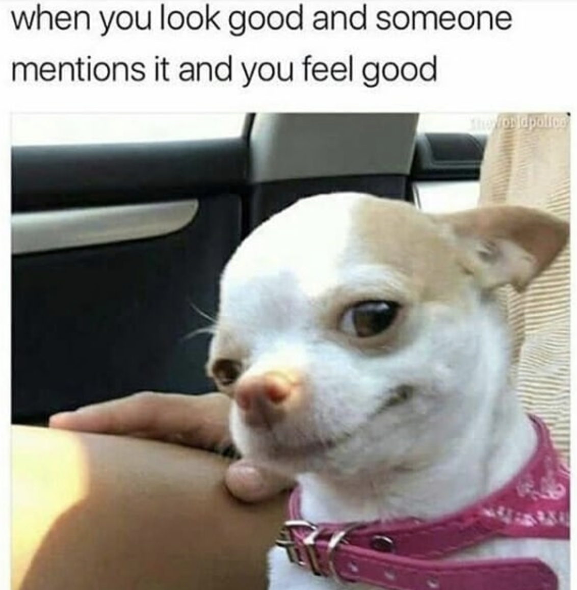 100 Chihuahua Memes That'll Make You 