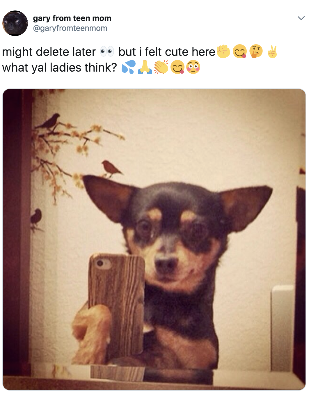 100 Chihuahua Memes That Ll Make You Laugh Harder Than You