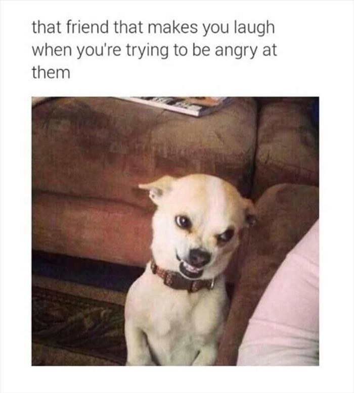100 Chihuahua Memes That Ll Make You Laugh Harder Than You Should